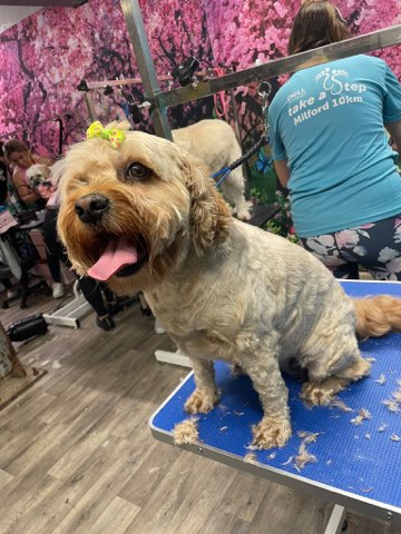 Cream coloured fluffy doodle after a full groom