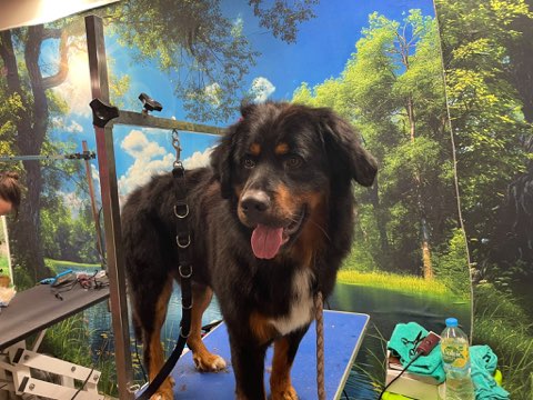 Black and tan collie with a glossy coat after a bath and blow dry