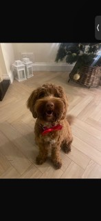 Red doodle with a red bow after a full groom